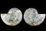 Cut & Polished Ammonite Fossil - Agatized #91152-1